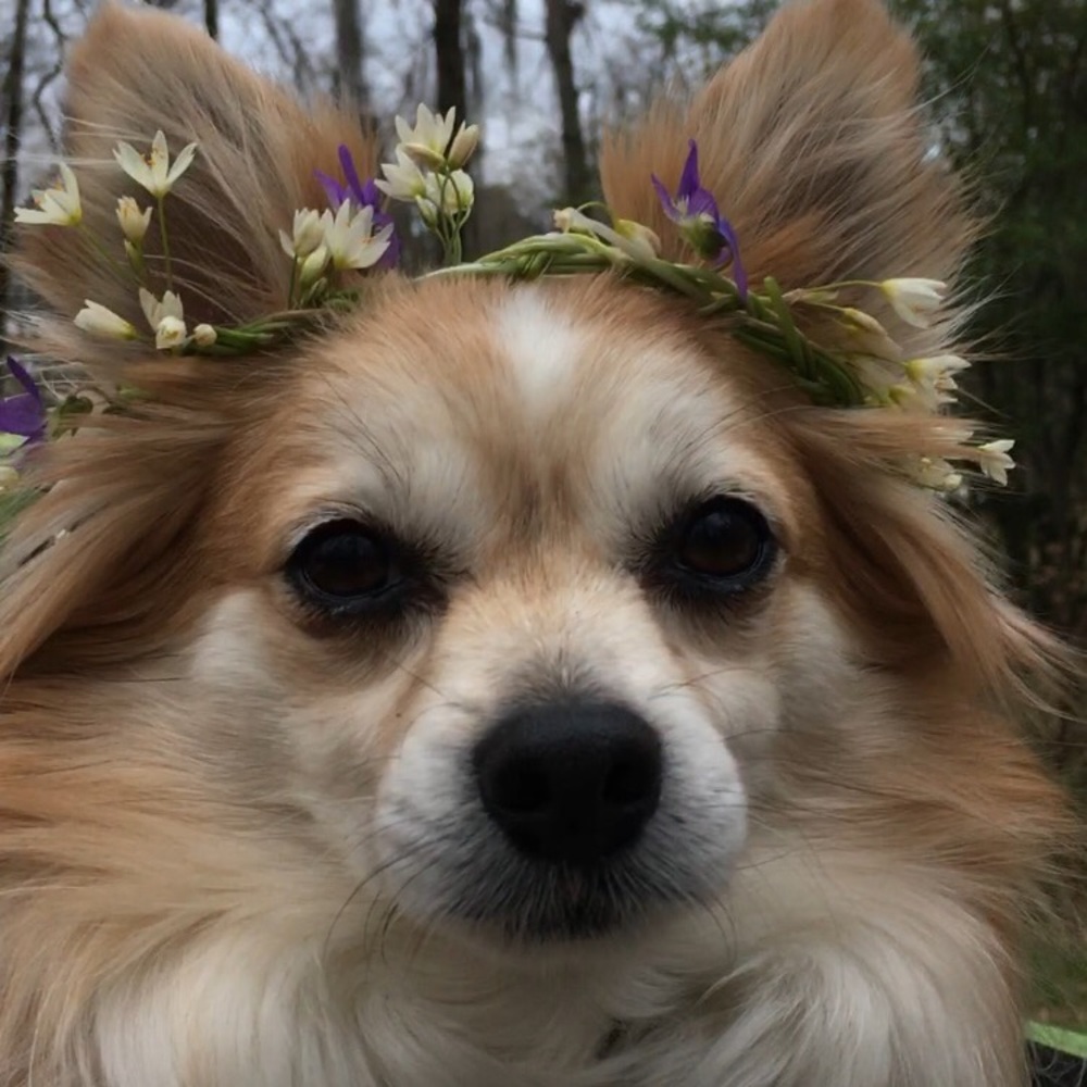 Meet your Posher, Chloe